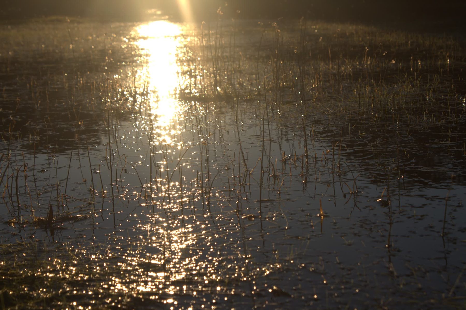Luz del atardecer reflejada sobre el agua de un humedal